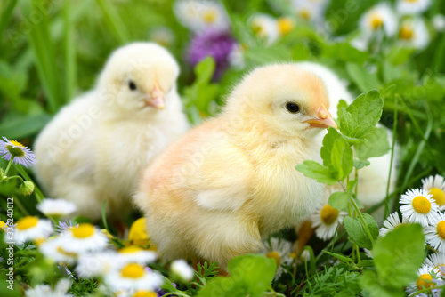 Little chickens on green grass with daisies © nmelnychuk