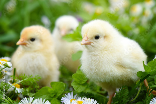 Little chickens on green grass with daisies