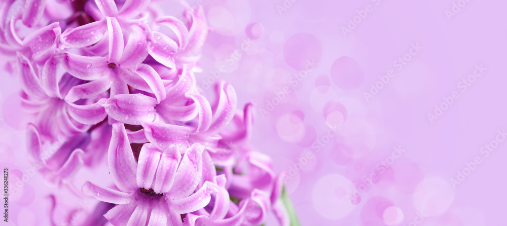 Pink hyacinth with drops of water (with space for your text) on pink background Pink hyacinth with drops of water (with space for your text) on pink background