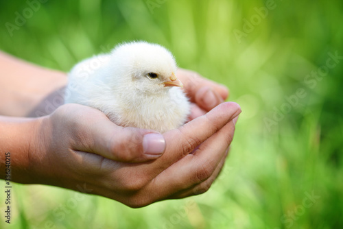 Little chicken in children's hands on natural background