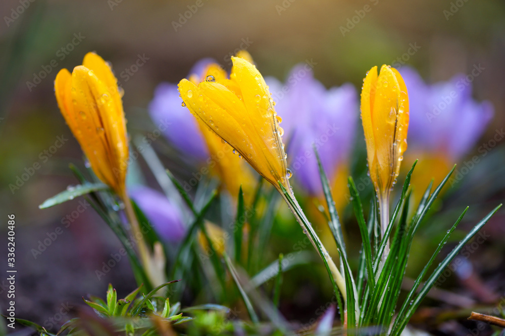 Fototapeta premium The yellow crocuses family with dew drops, spring crocus
