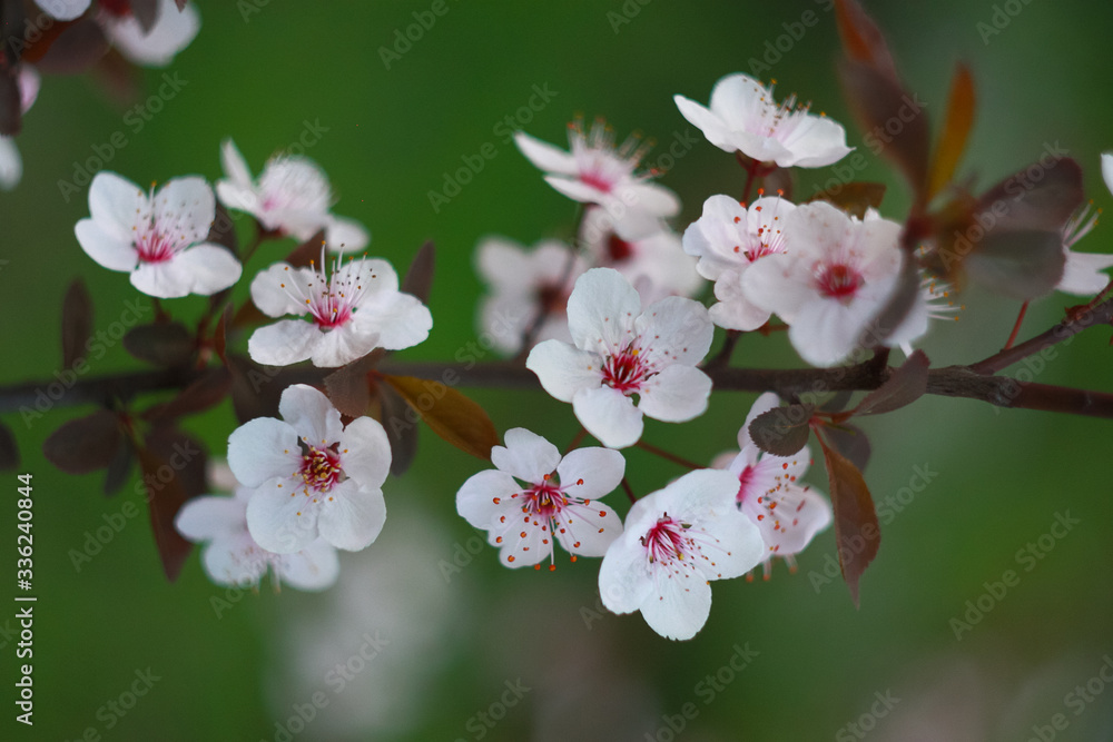 Branch of a blossoming cherry in the spring. Branch of a blossoming cherry in the spring.