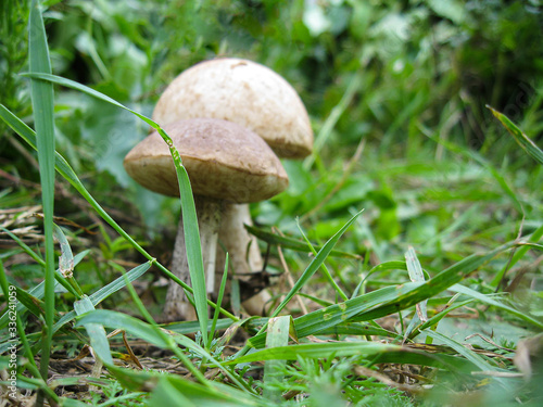 Forest glade on which grass and mushrooms grow. Focus is on the grass. Picture with soft focus on the mushrooms.