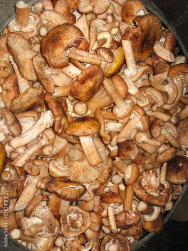 Cut edible yellow boletus, Suillus luteus mushrooms in cast-iron large cooking pot in kitchen village stove. Tasty mushrooms
