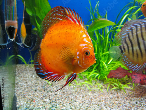 Orange and red stripped Symphysodon discus aquarium fishes swimming in aquarium on blue background and green algaes. Beautiful wallpaper or postcard idea background photo