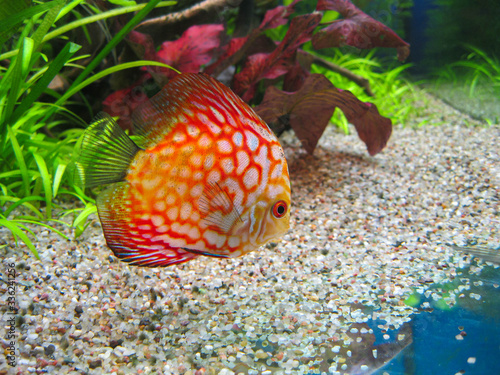 Yellow white red Symphysodon discus aquarium fish swimming in aquarium on background of green and red algaes. Beautiful wallpaper or postcard idea background