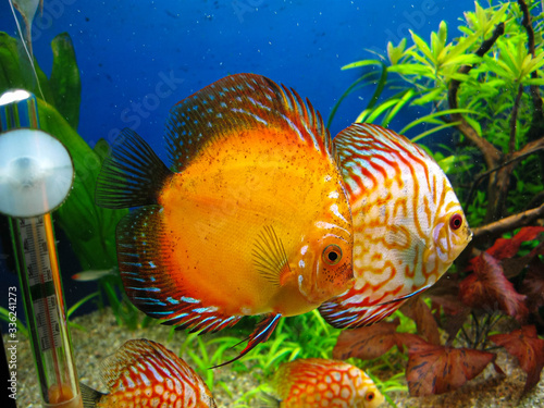 Four colorful Symphysodon discus aquarium fishes swimming in aquarium on blue background and green and red algaes. Beautiful wallpaper or postcard idea background