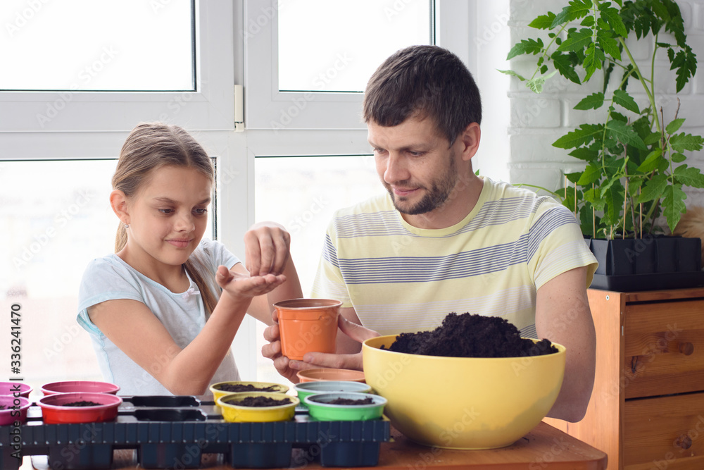 Dad and daughter at home plant seeds in pots of earth Dad and daughter at home plant seeds in pots of earth