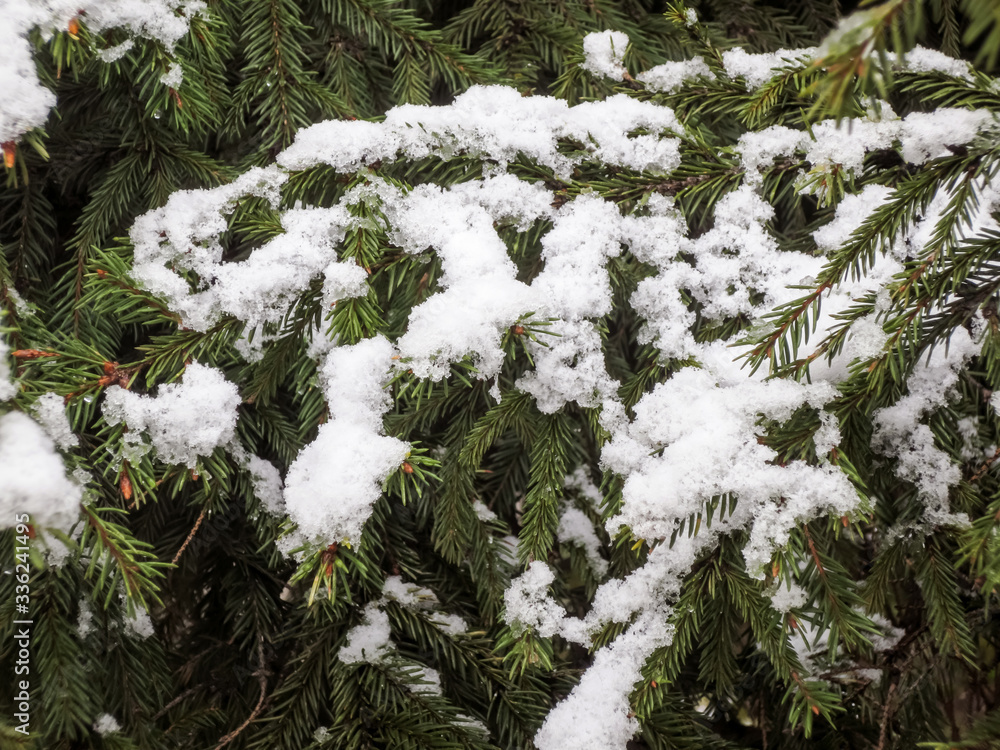 Green branches of spruce under the snow. Green branches of spruce under the snow.