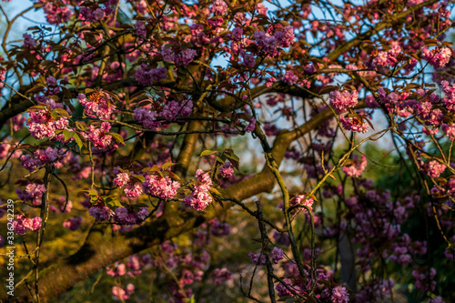 Tree blossoms at sunset in spring