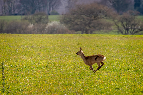 Close up of roe deer galloping across green field in English countryside, © Nigel