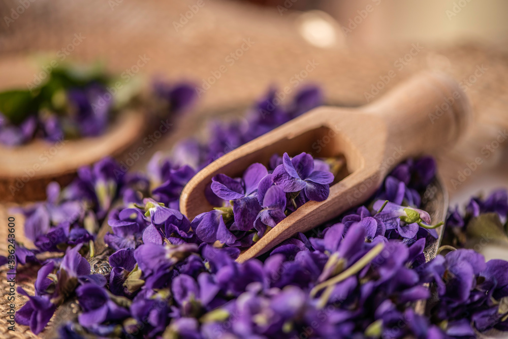 Violet violets flowers bloom from a spring forest. Viola odorata styled studio shot on wooden background edible flower used for tea and sin care Violet violets flowers bloom from a spring forest. Viola odorata styled studio shot on wooden background edible flower used for tea and sin care