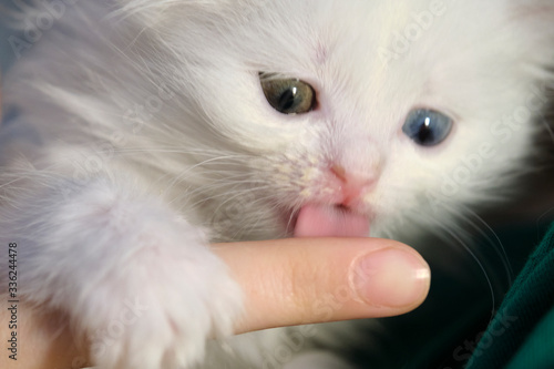 kitten with heterochromia white color © LemPro Filming Life