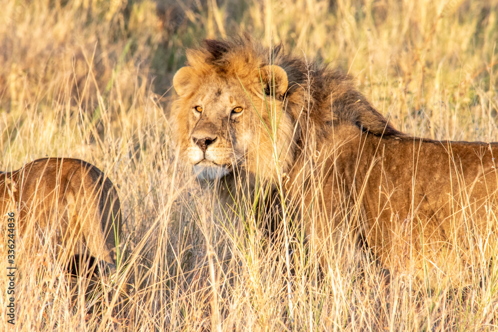 Fototapeta premium Majestic lions bask in the golden light of the setting sun.