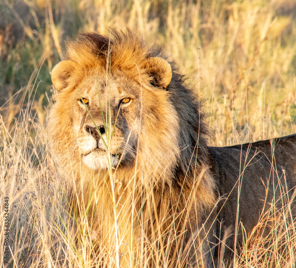 Majestic lions bask in the golden light of the setting sun.