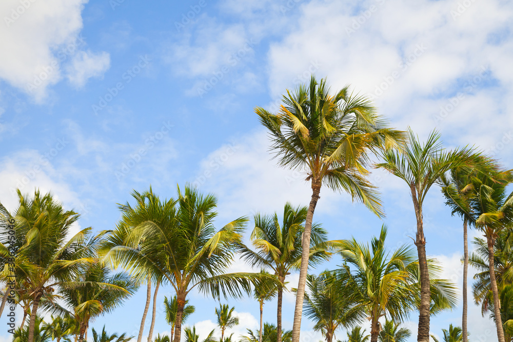 Tropical nature photo background with palm trees