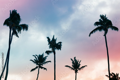 Palm trees silhouettes under colorful cloudy sky