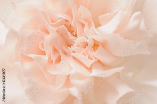closeup of cream carnation