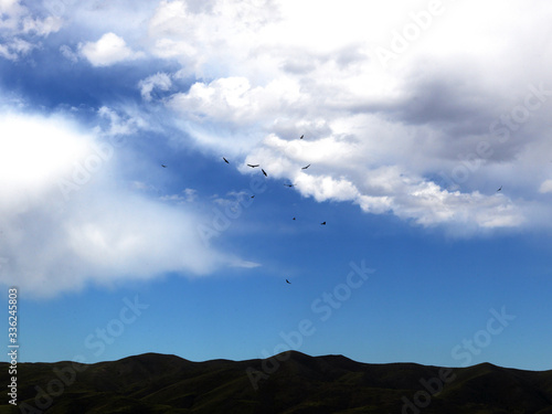 Obraz na plátně Condor, daytime bird of prey, He lives in the Andes