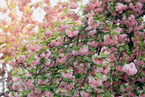 Fototapeta Naklejka Na Ścianę i Meble -  Sakura blossom in beautiful natural park. Pink sakura flowers on the blurred background with the sakura tree. Springtime. Bloom cherry tree from Japan
