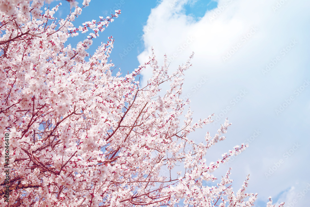 Spring flowering trees with white flowers in the garden against the blue sky, copy space. Spring background, toned	
