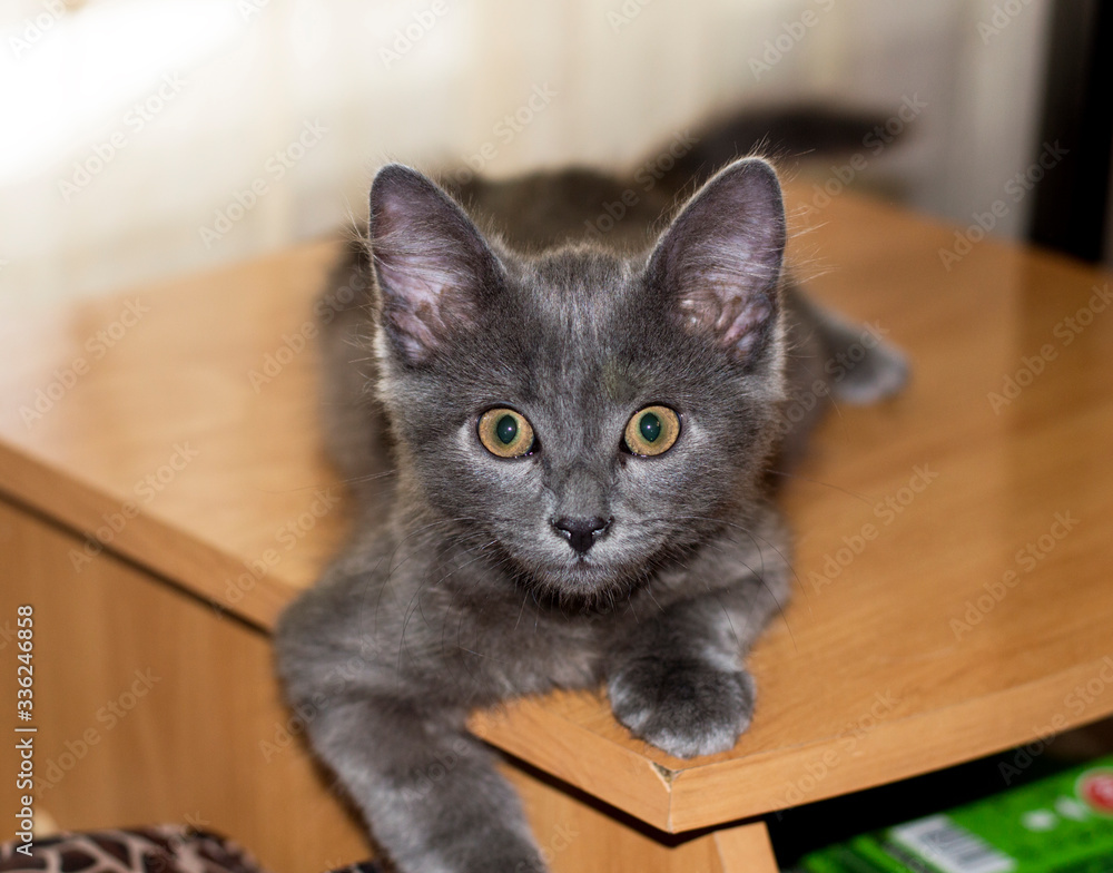 big-eared grey kitten on the table