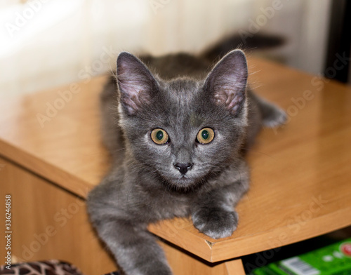 big-eared grey kitten on the table