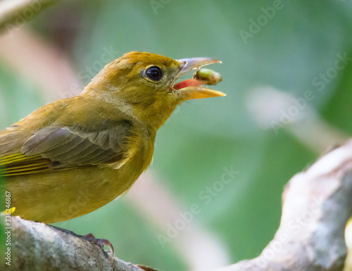 Yellow Warbler holds seed on tongue with beak wide open from the side