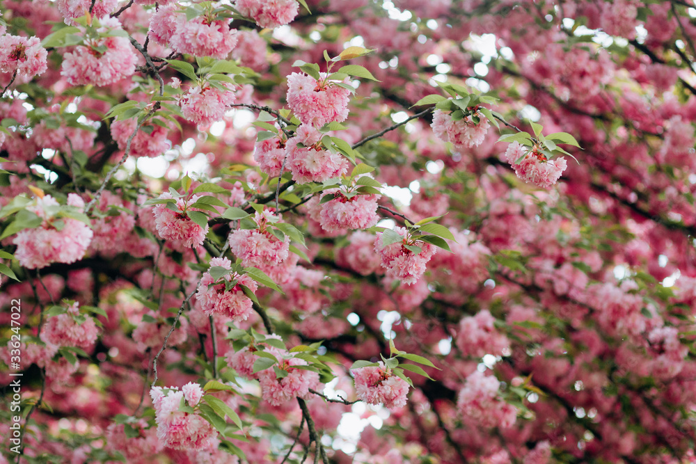 Flowers Sakura flowering in spring sakura tree. Abstract nature background. Symbol of Japan.