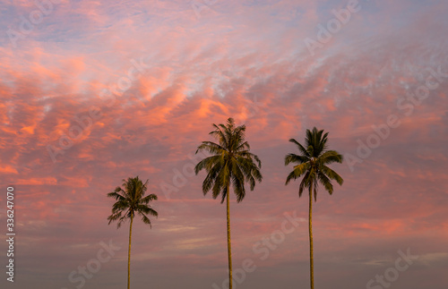 Three tall palms on pink sunset or sunrise overlooking amazing bright sky in the evening at nice beach in Aceh, Sumatra