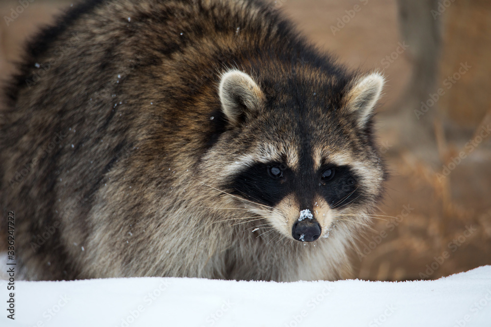 Raccoon in the snow Raccoon in the snow