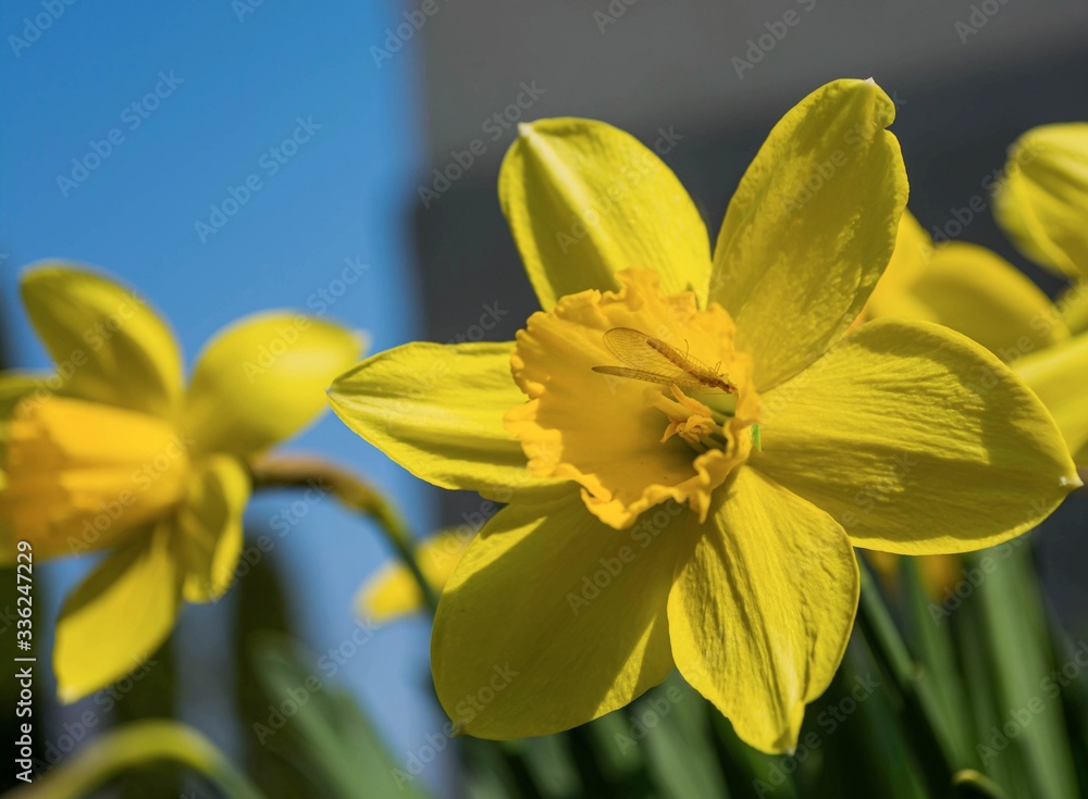Spring, a blooming yellow daffodil on which an insect sits Spring, a blooming yellow daffodil on which an insect sits