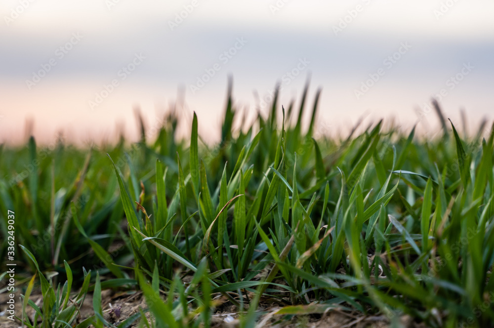 Obraz premium Young green wheat seedlings growing on a field. Agricultural field on which grow immature young cereals, wheat. Wheat growing in soil. Close up on sprouting rye on a field in sunset. Sprouts of rye.