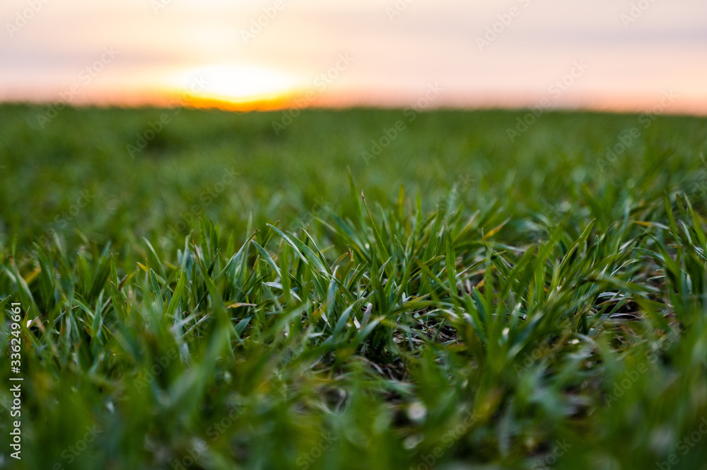 Young green wheat seedlings growing on a field. Agricultural field on which grow immature young cereals, wheat. Wheat growing in soil. Close up on sprouting rye on a field in sunset. Sprouts of rye. Young green wheat seedlings growing on a field. Agricultural field on which grow immature young cereals, wheat. Wheat growing in soil. Close up on sprouting rye on a field in sunset. Sprouts of rye.