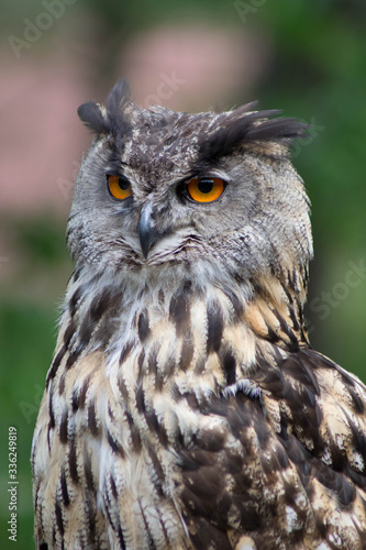 eagle owl portrait © Ronald