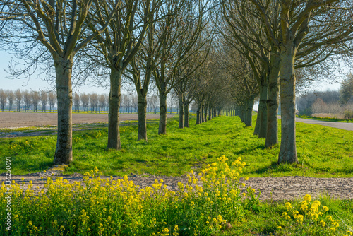 Trees in a green field with flowers below a blue sky in sunlight in spring