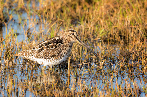 Canvastavla African Snipe
