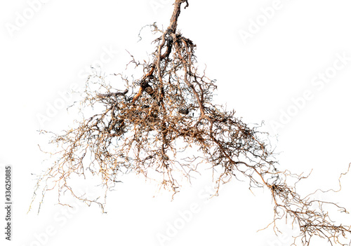 Fotografia tree root
