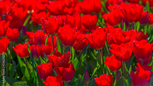 Agricultural field with tulips in sunlight in spring