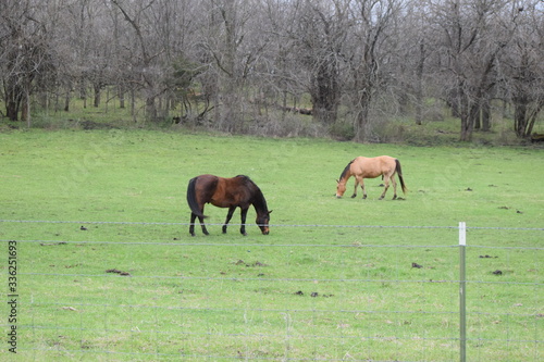 Horse Pasture photo