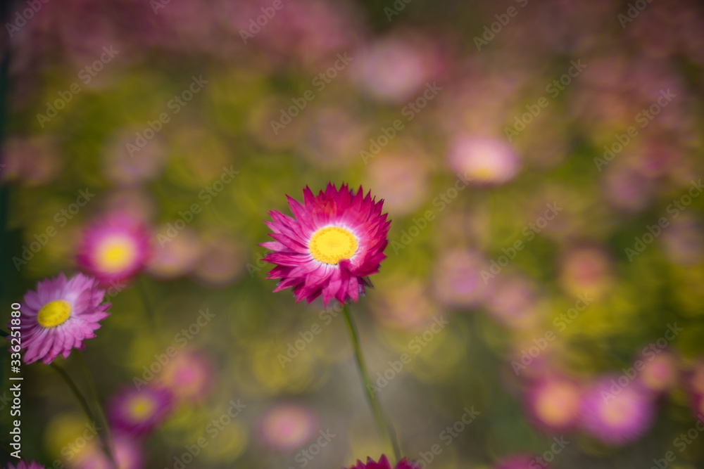 Obraz premium Paper daisy flower blooming. Australian wild flowers