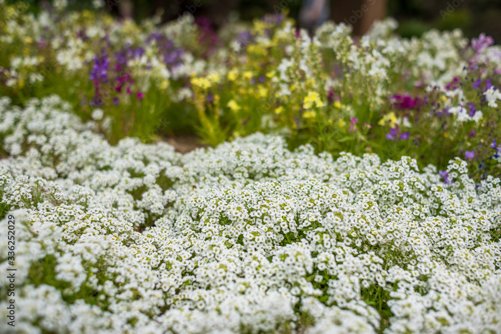 Obraz premium White alyssum or Carpet of Snow flowers in the garden