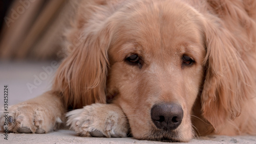 GoldenRetriever3