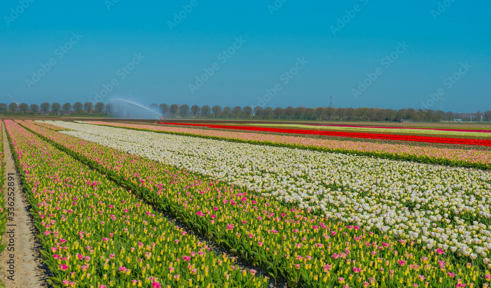 Agricultural field with tulips below a blue sky in sunlight in spring