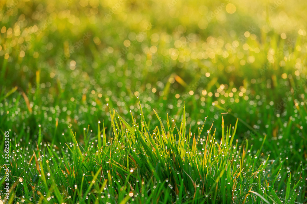 Green grass with droplets of water in the morning, Nature background. Green grass with droplets of water in the morning, Nature background.