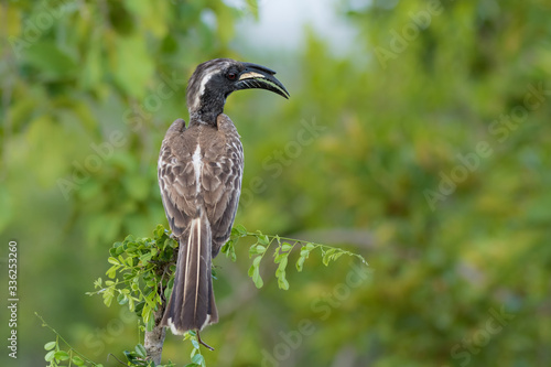 Photos African grey Hornbill perched on a branch