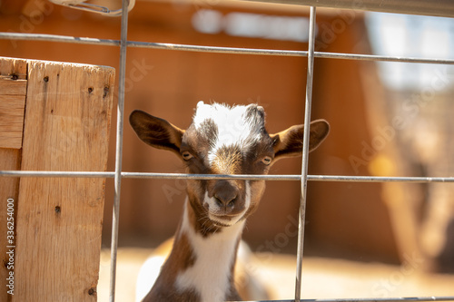 baby goat in a cage