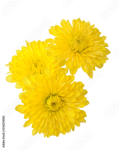 three yellow daisy