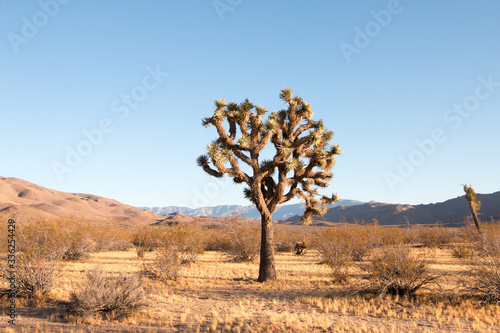Joshua Tree in desert