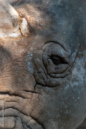 Occhio di un rinoceronte, con rughe evidenti e lacrime scure